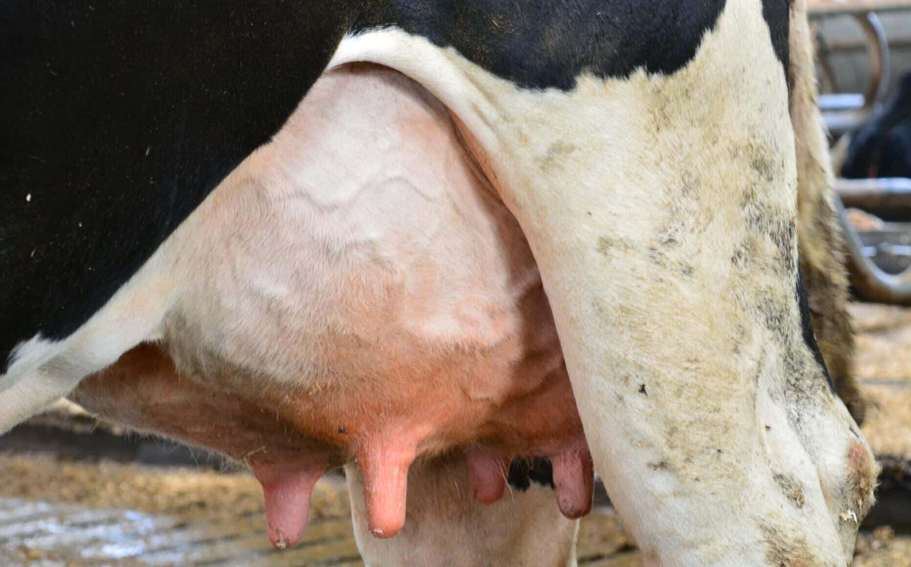 Hyperkeratosis